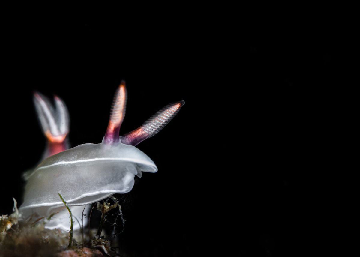 Mark Badiola tweet media