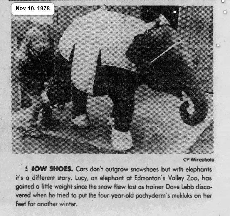In 2015 #EdmontonValleyZoo made headlines when they refused a custom-made coat for Lucy. In 1978 they  knew Lucy needed protection from the cold & gave her a coat & booties. Why & when did they stop? The weather didn't change #FreeLucy @AmarjeetSohiYEG