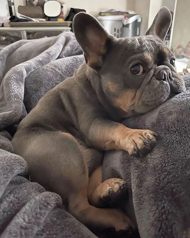 frenchie_heaven's tweet photo. Cute or Not?? 
#Frenchie #frenchietwitter https://t.co/DeH5dCf0io