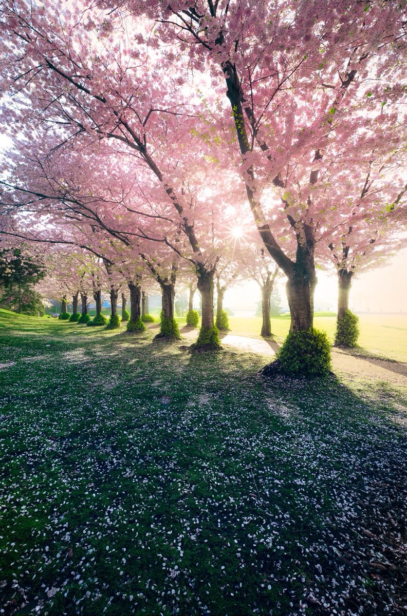 Peter_in_to's tweet photo. Despite the forecast,
live like is spring 🌸 🌺🌼💮🌸 https://t.co/7UoZkDn7Iy