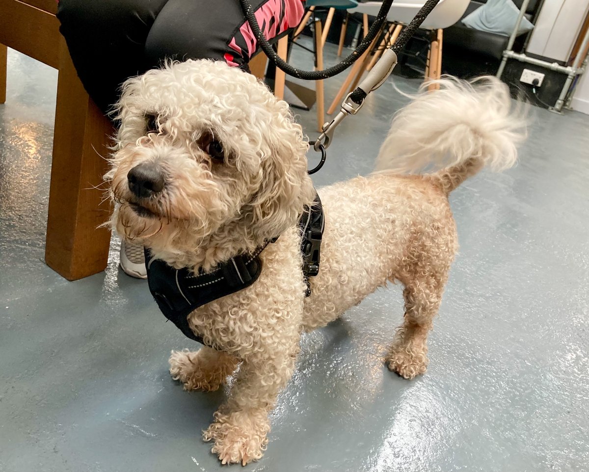 TheBrinkLpool's tweet photo. #DogsOfTheBrink 🐶
Did you know that dogs are welcome here at The Brink café and bar?
Drop by and say hi 👋
#Liverpool #DryBar #DogsOfLiverpool #DogsOfTwitter #ThingsToDoLiverpool #LiverpoolFoodies #WhatsOnLiverpool https://t.co/V5r9JWhgaW
