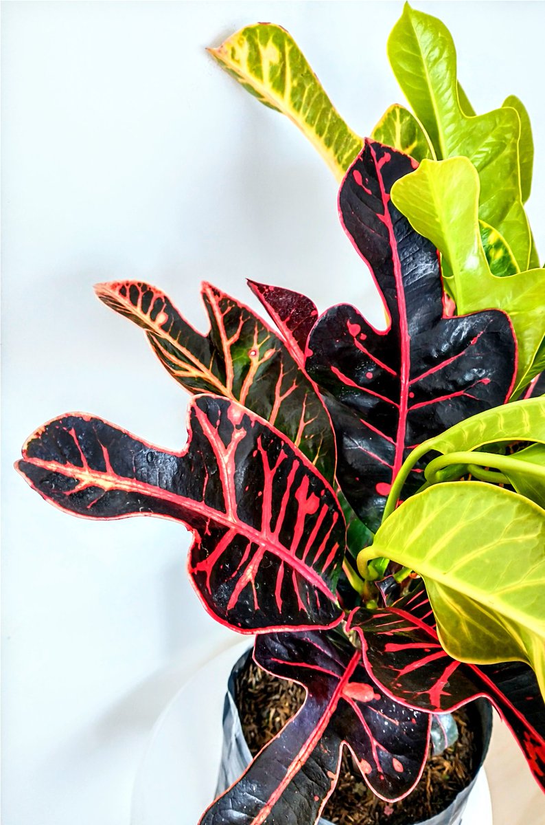 VSiempreVerde's tweet photo. La PLANTA CROTO o CROTÓN se caracteriza por sus colores vivos y alegres, existe una cantidad importante de variedades de esta planta, todas muy hermosas y vistosas.
#consultordigitaljardineria #jardineriayplantas #jardineria

https://t.co/UvUha47XUX

https://t.co/yYlPA8yUDN https://t.co/7Yty9NDeGf
