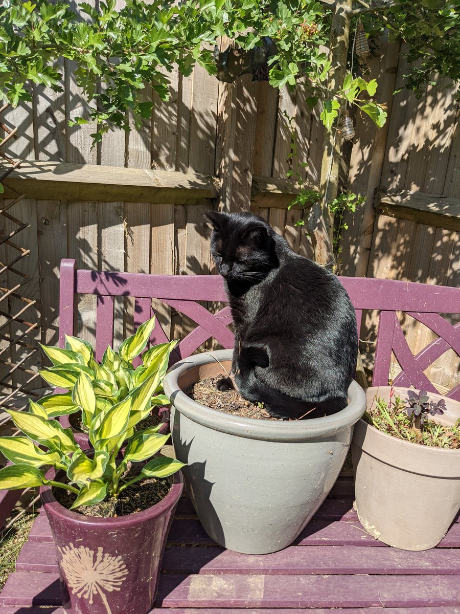 EShirtliff's tweet photo. 10 minute break from accounts to check on my plants. I knew I should have planted the cat in a bigger pot! https://t.co/Km2ioQi1Sp