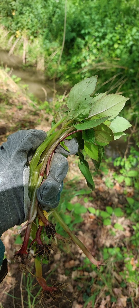 N_Rivers_Trust's tweet photo. First bash of the season completed #Wensumbalsam! 👌

Ourselves &amp; @NorfolkNNSI worked with the wonderful @TCVtweets to remove #Himalayanbalsam from it's uppermost known location in the Wensum catchment.

With thanks to @Wensumfarmers for reporting your sightings ✅ https://t.co/laUGhyXY3B