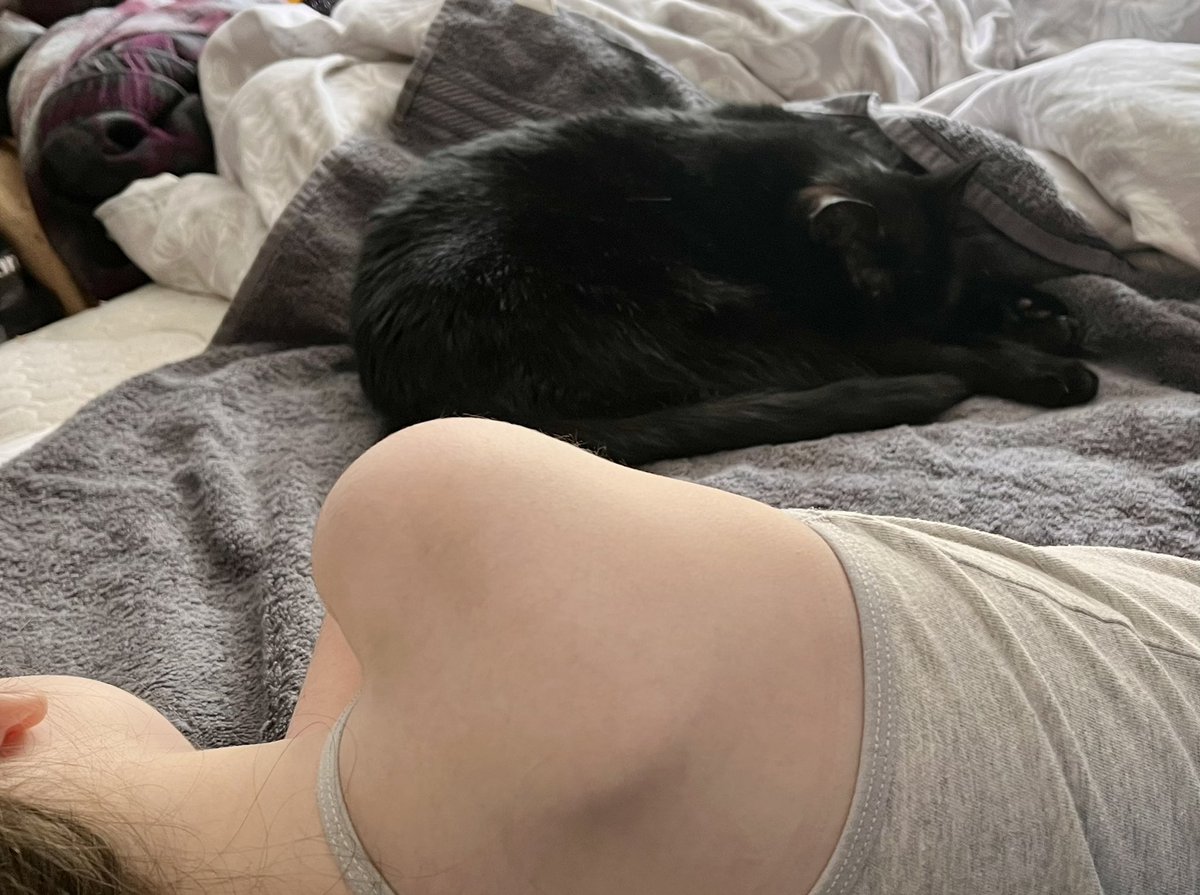 SadieandMartha's tweet photo. Mini-staff isnβt feeling very well thanks to a tummy bug so Iβm keeping her company. Iβm rather sweet really - Martha #caringcats #panfursquad https://t.co/m1YB3WEsP1