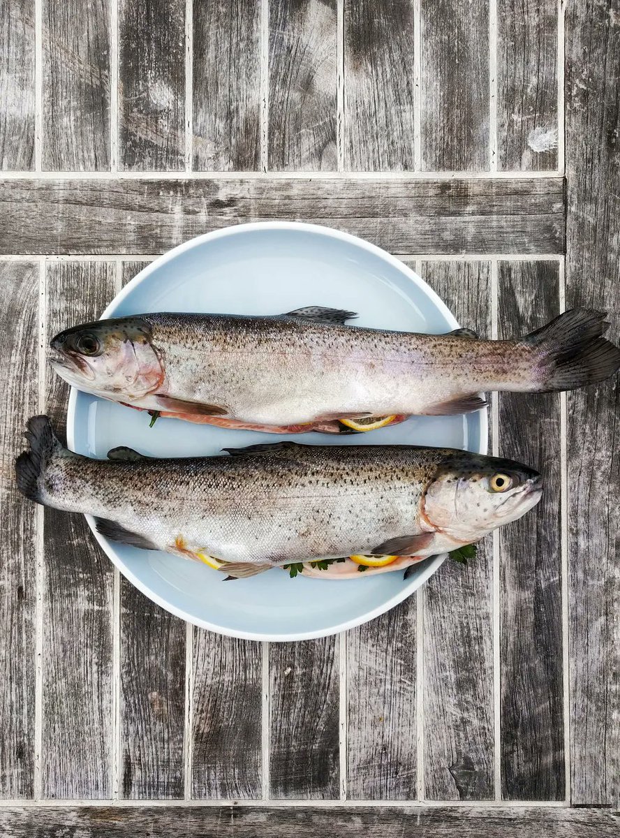 JohnOberg's tweet photo. Why is fishing so romanticized? There's literally nothing pleasant about the torture inflicted on these poor creatures just to end up on someone's plate for a 5-minute meal. 👎👎 https://t.co/Z0JSCGBncf