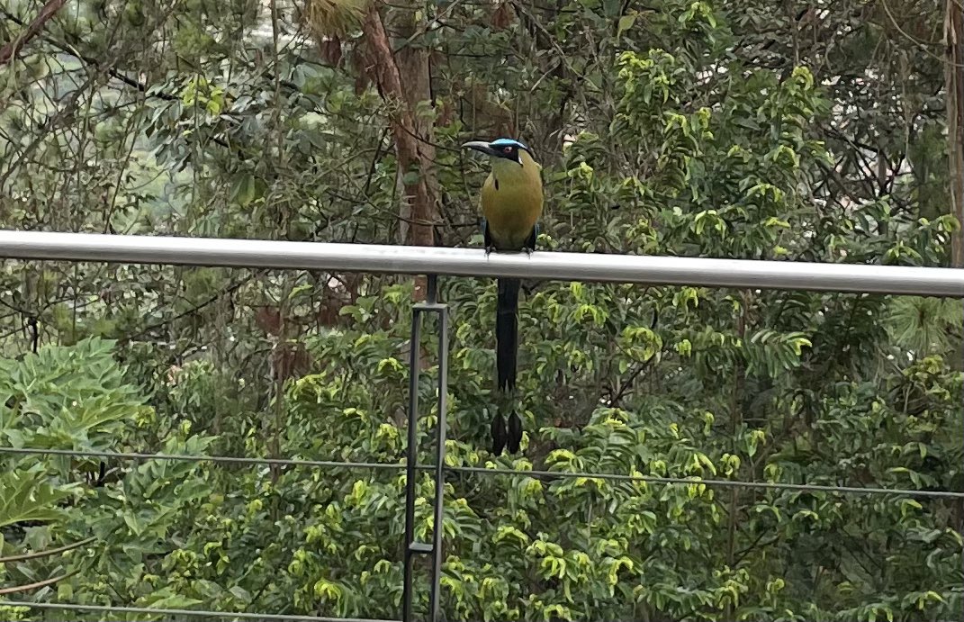 piedadcardonap's tweet photo. @Bichitos740 Divinos a mi balcón también llegan #barranqueros #cali muy temprano ☀️ https://t.co/76GGOdyqdE