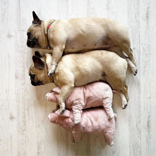 frenchie_heaven's tweet photo. Love or not??
#Frenchie #frenchietwitter https://t.co/0NXCRQvep5