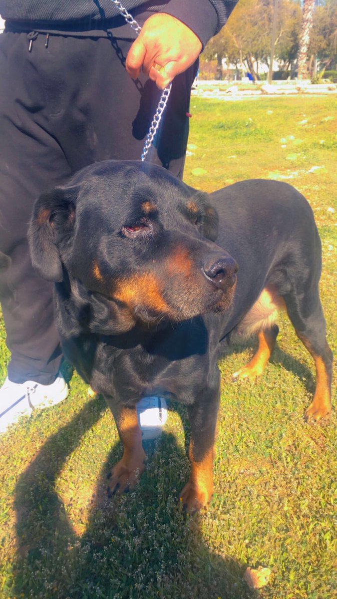 3 yaşında üreticiden kurtardığımız “ROTTWEILER” kızımız tam bir ev kuşu.Evdeki yoğun nüfustan ofiste kalıyor. Kedilerle anlaşamıyor.Sakin,yastık gibi yanınızda yatan “TAM TUVALET EĞİTİMLİ” dünya akıllısı bir kız. Ona En güzel yuvayı bulmak için RT lermisiniz ? İletişim : Ben 😊