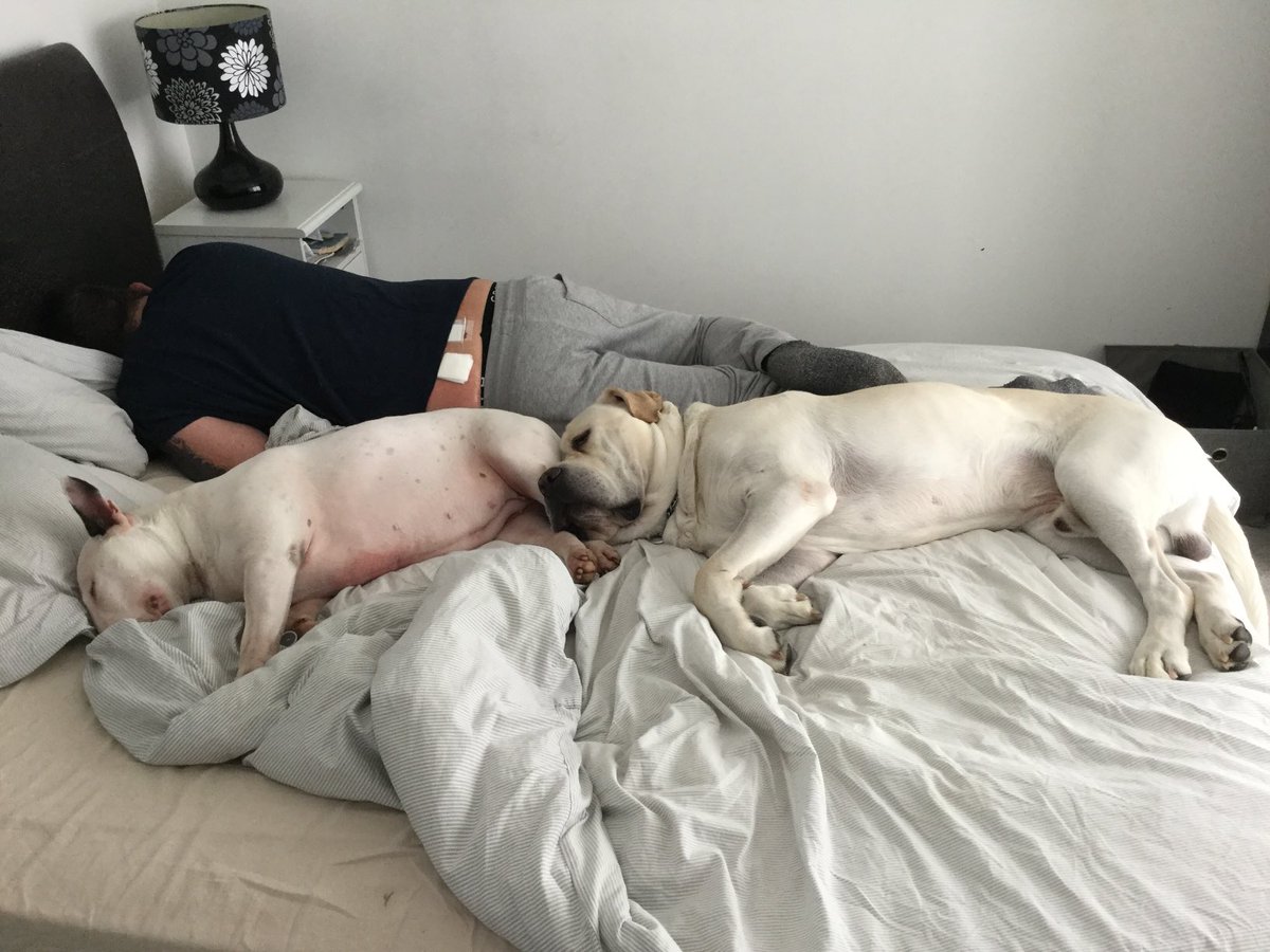 Joo72Julie's tweet photo. He is home and they are keeping very close ❤️❤️❤️ #peggy #eddie #englishbullterrier #canecorso #dogs #dogsoftwitter #dazza #backoperation #tuesday ❤️❤️❤️ https://t.co/TpyxDzaL4Z