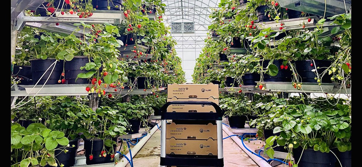 NBrusatore's tweet photo. Have a great day to all vertical farming advocates. #AFI ��🇦 #RSSFF🇺🇸 https://t.co/bAt83IYHzN