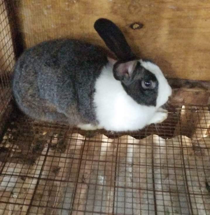 NickFarmKE's tweet photo. Dutch Rabbit on sale
Location: Ongata Rongai 
0774236527

Kes 100 
Kalonzo
Sauti sol https://t.co/qN1B5wtd7T