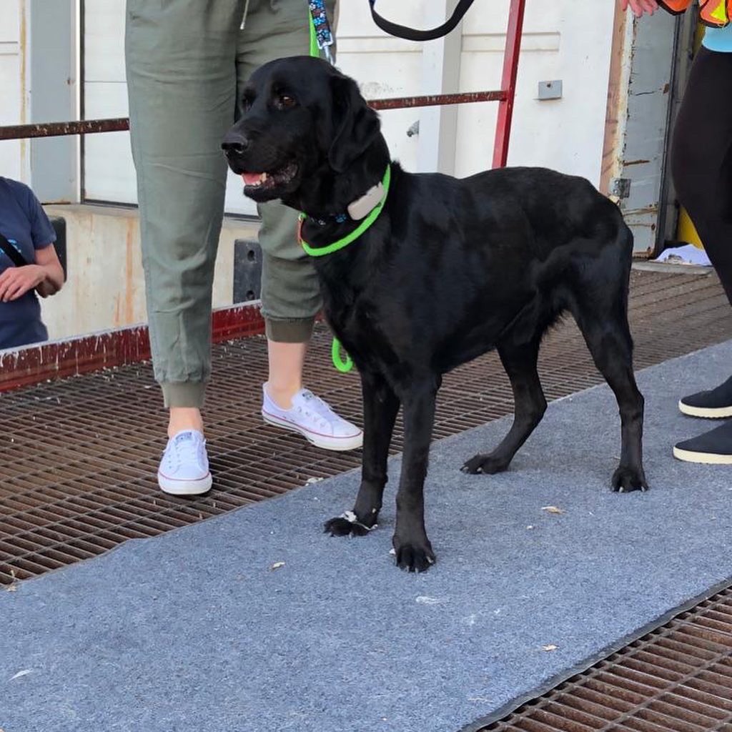 LABRESCUE289's tweet photo. Please welcome Dawson to 🇨🇦 flight 15. Tall dark and handsome would best describe this absolutely adorable boy.  🔴ADOPTION ALERT🔴 if you would like more information please email the team or and let us know your interest in Dawson.  🐾 info@lab-rescue.ca #FlightofHope4Labs https://t.co/pBWCWqLjHU