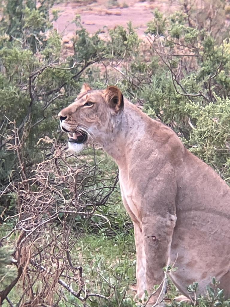 HenryMcleanLow's tweet photo. . @somak_travel Just came back from one of your Kenya Safaris and wanted to say thank you! It was a dream come true. Our guide Dedan was superb and really deserves a pat on the back for his knowledge, attitude and animal spotting ability! https://t.co/biIypTmoDY