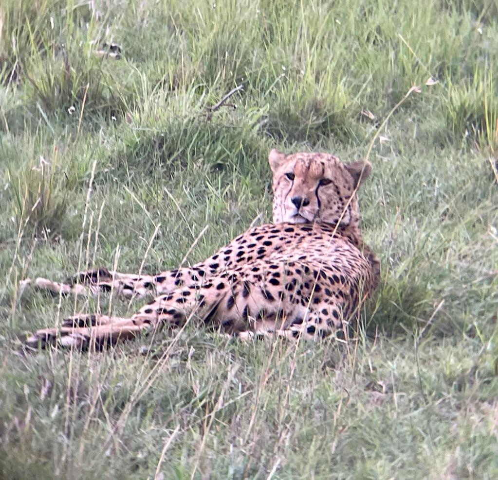 . <a href="/somak_travel/">Somak Luxury Travel</a> Just came back from one of your Kenya Safaris and wanted to say thank you! It was a dream come true. Our guide Dedan was superb and really deserves a pat on the back for his knowledge, attitude and animal spotting ability!