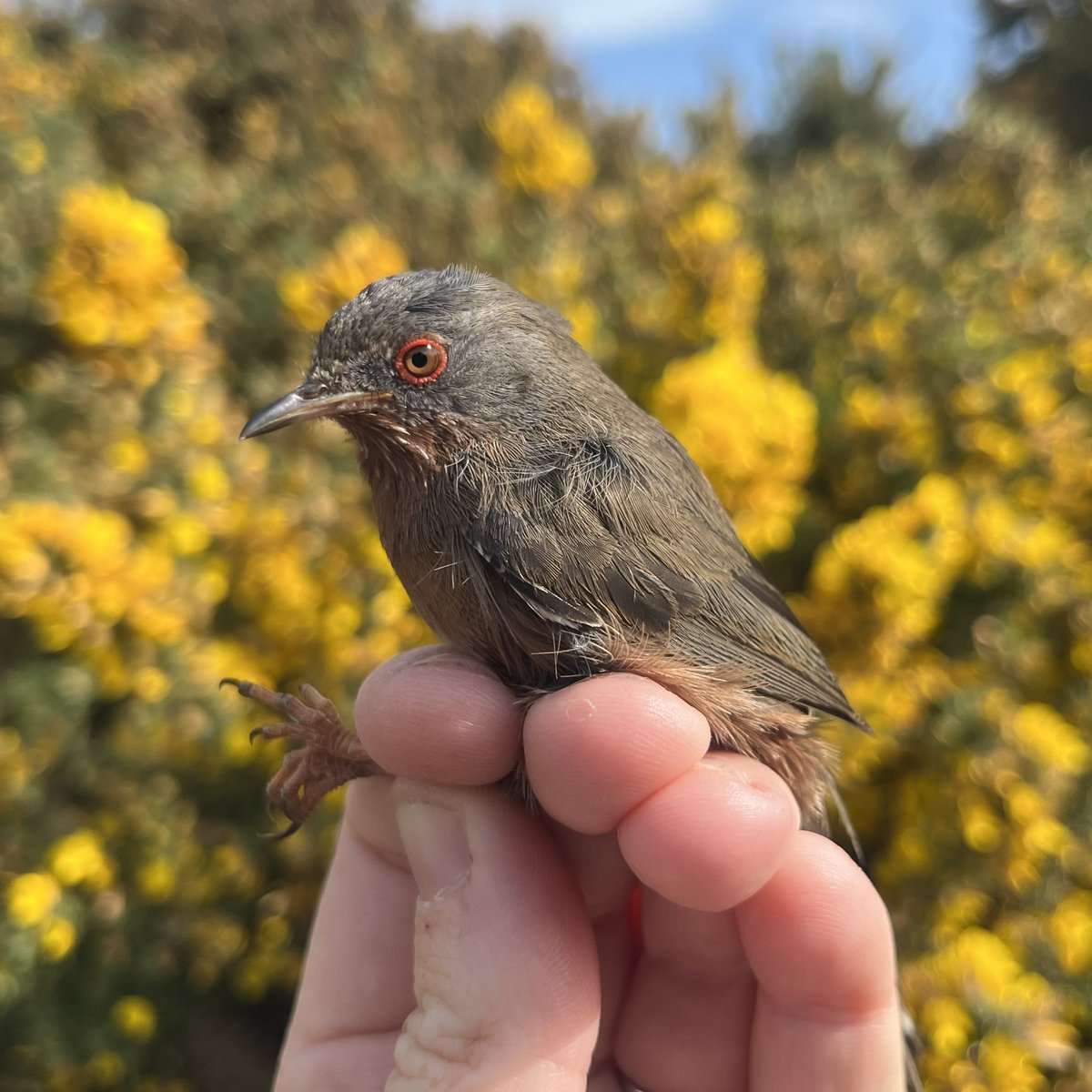 daxie_birder's tweet photo. Ringers on tour! @birdbyaccident and I were very happy to see this cute and as it turns out very tiny Dartford Warbler in the hand at Dunwich Heath! Thanks to @WaveneyBirdClub for their demo https://t.co/JWKXiiv5Z7