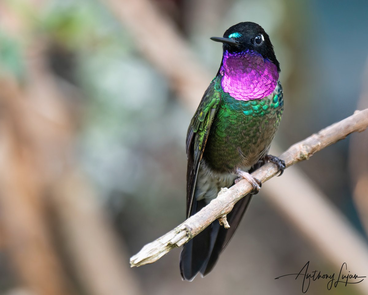anthonylujan's tweet photo. The amazing colors of the Amethyst-throated Sunangel is spectacular!
Colombia March 2022
Sony A1 - Sony 600mm
#AmethystThroatedSunangel #Sunangel #hummingbird #nuts_about_birds #earthcapture #nature #natgeoyourshot #naturephotography #sonya1 #sony600mm #sony600mmf4 #birdson... https://t.co/dCcQ1S5lBb