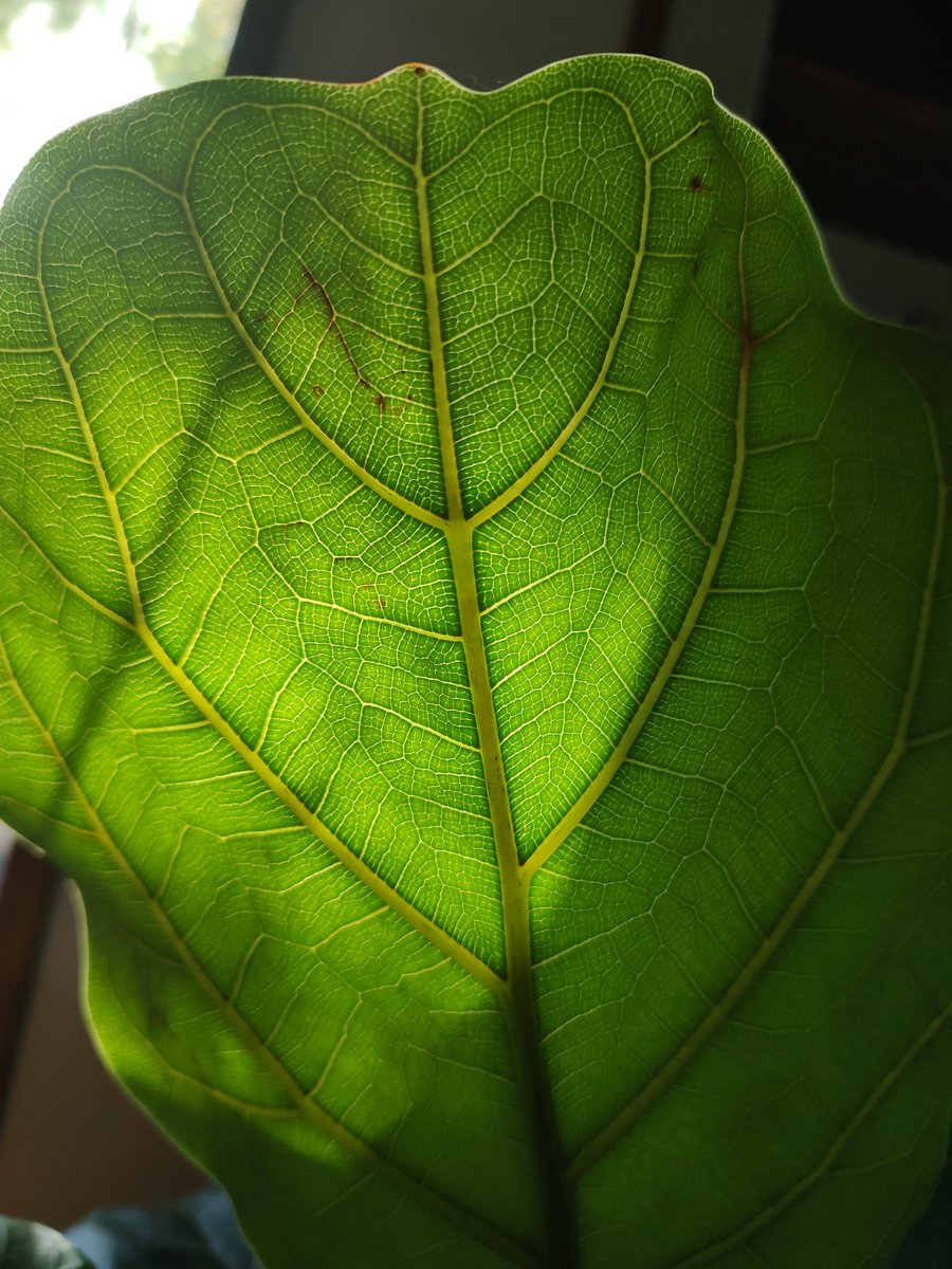 KevinFr02938625's tweet photo. #Fiddleleaf Fig - Ficus Lyrata commonly known as the fiddle-leaf fig, is a species of flowering plant in the #mulberry and #fig family #Moraceae.
It is native to western #Africa, from #Cameroon west to #SierraLeone, where it grows in lowland tropical #rainforest. #sizzlenow https://t.co/Lyb2D5dALe