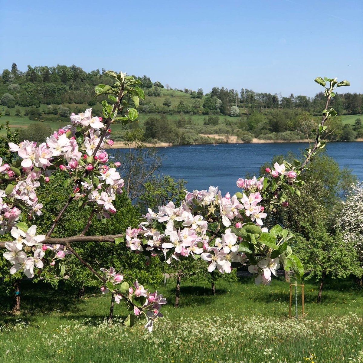 Vorige week liep ik een deel van de Eifelsteig, tussen Müllenborn en Manderscheid. Het weer was prachtig en de paden waren in uitstekende conditie. Het blog verschijnt later deze week online, hierbij vast wat foto's!
#eifelsteig #ttwandern #wandelen