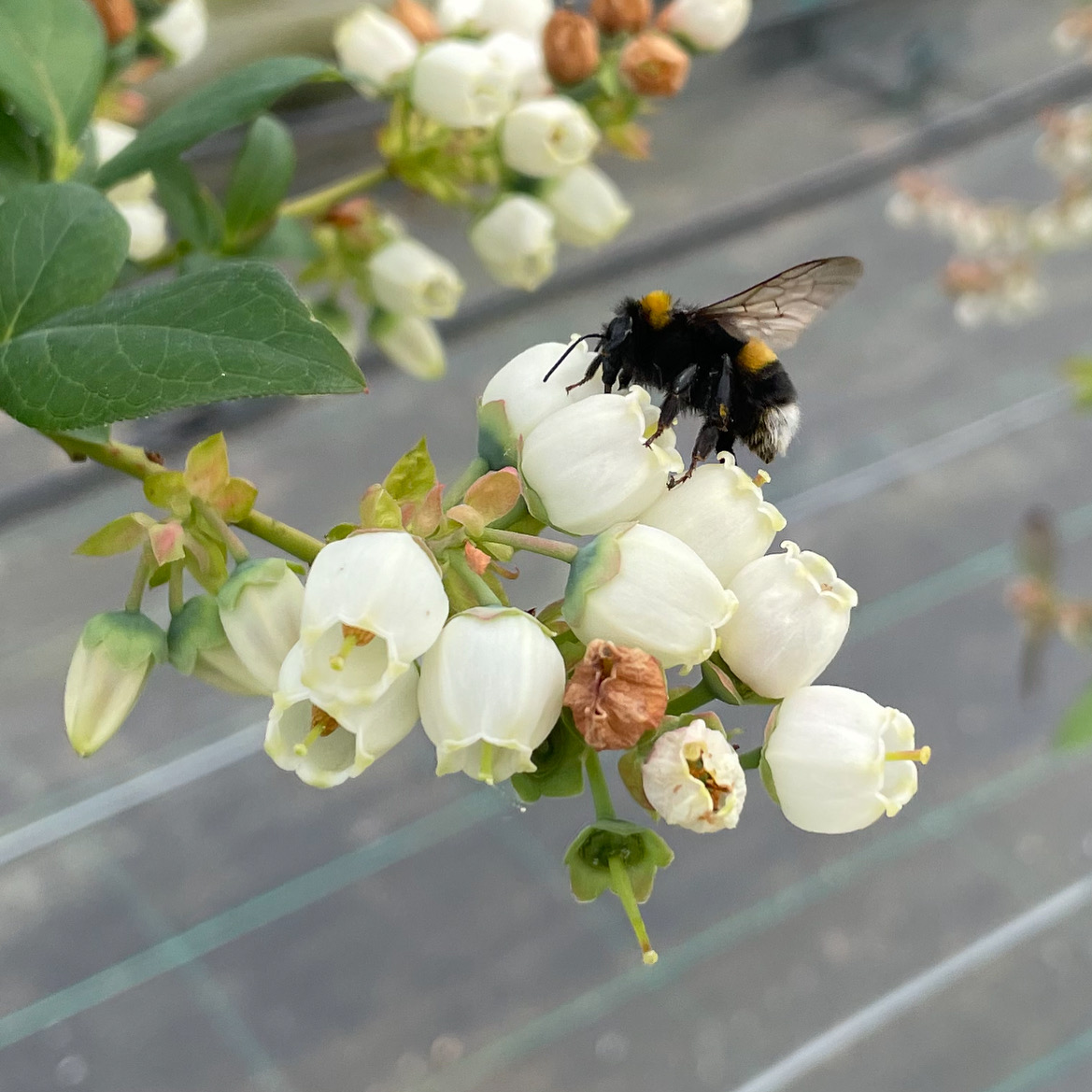 JamesHuttonLtd's tweet photo. We can't forget some of our most important helpers here at James Hutton who were spotted hard at work this morning #buzzymorning #blueberries #pollination #bees #blueberrybreeding https://t.co/e4pC448vZ2