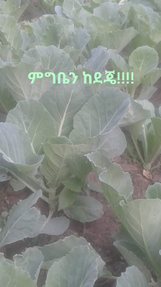 Teshome17Beza's tweet photo. https://t.co/Si2zVK7nBI