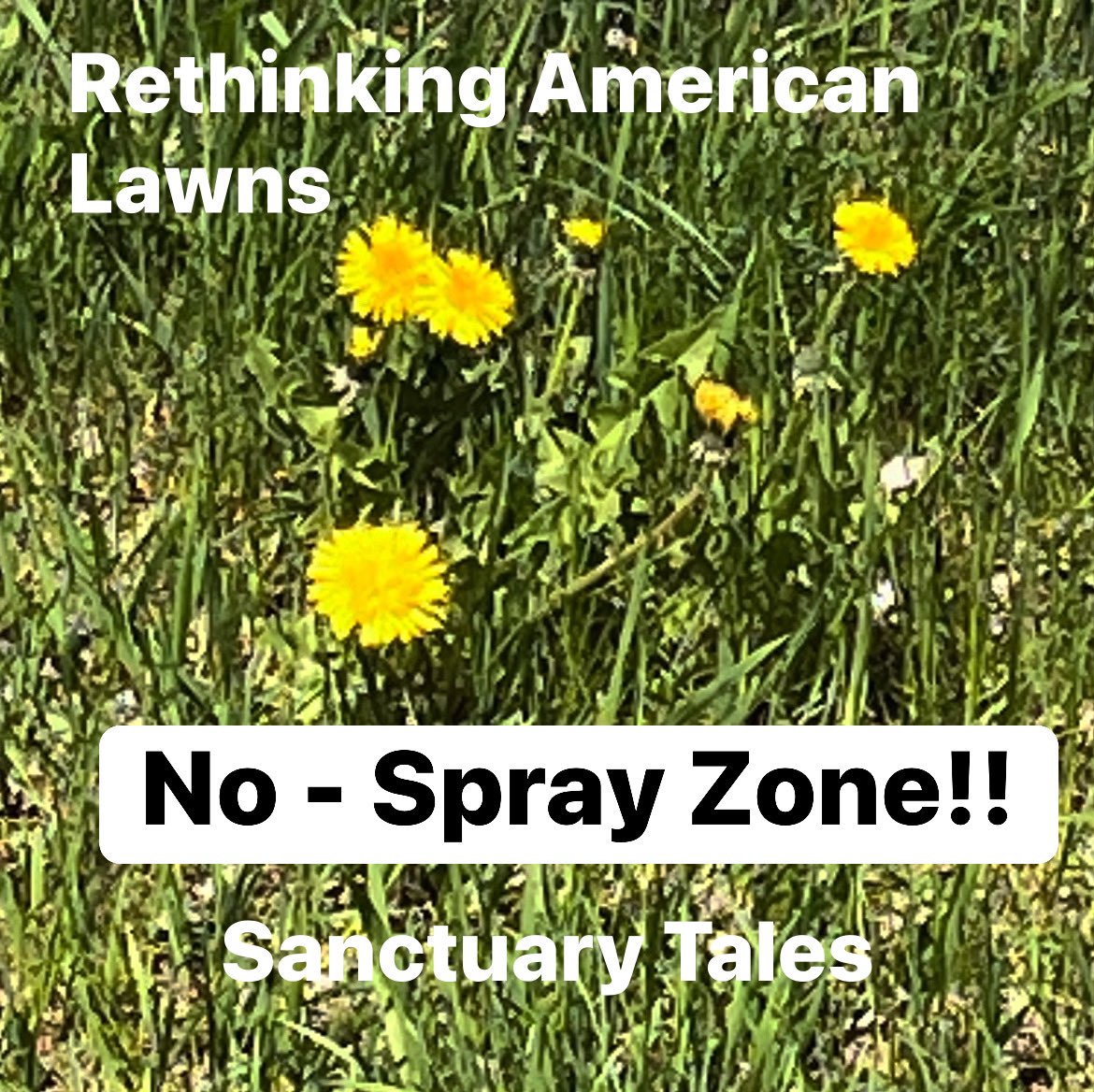 GoddessTales's tweet photo. Protect them they are the first food for the bees π #bees #protectbees #beesustain #beesaregood #GardenersWorld #GardeningTwitter https://t.co/pzzuJN6rpA