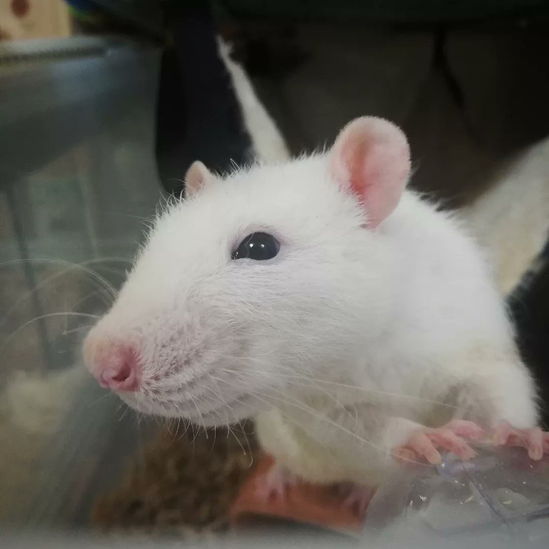 イタグレむぅあ 最近年取って穏やかになったうちの白ネズミさんです ファンシーラット ファンシーラットとの暮らし ドブネズミ T Co Rg3yguwi8h Twitter