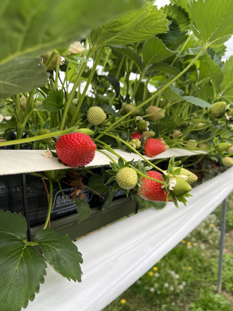 coco_peat's tweet image. Impressive images from one of our BerryWorld growers – using our unique #substrates with MCT® and Safeguard® to ensure the best possible support throughout crop development and less picking wastage with higher class 1 fruit.
 
Visit cocogreen.co.uk

#strawberries #growing