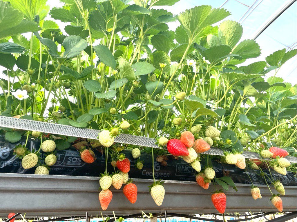 coco_peat's tweet image. Impressive images from one of our BerryWorld growers – using our unique #substrates with MCT® and Safeguard® to ensure the best possible support throughout crop development and less picking wastage with higher class 1 fruit.
 
Visit cocogreen.co.uk

#strawberries #growing