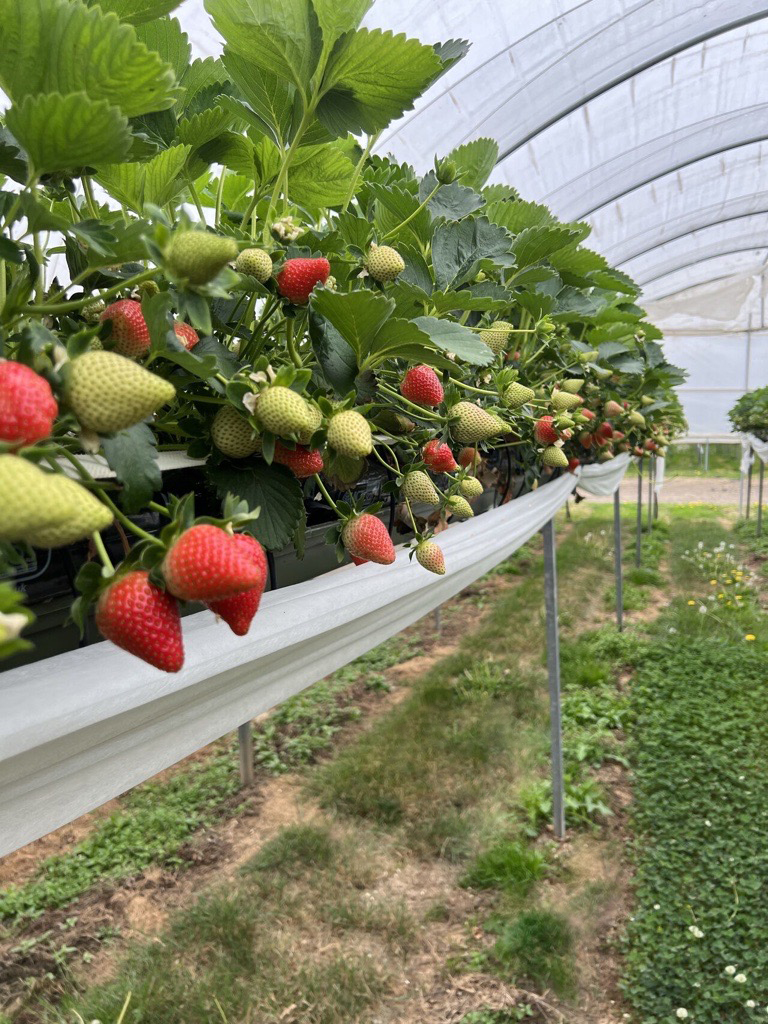 Impressive images from one of our BerryWorld growers – using our unique #substrates with MCT® and Safeguard® to ensure the best possible support throughout crop development and less picking wastage with higher class 1 fruit.
 
Visit cocogreen.co.uk

#strawberries #growing