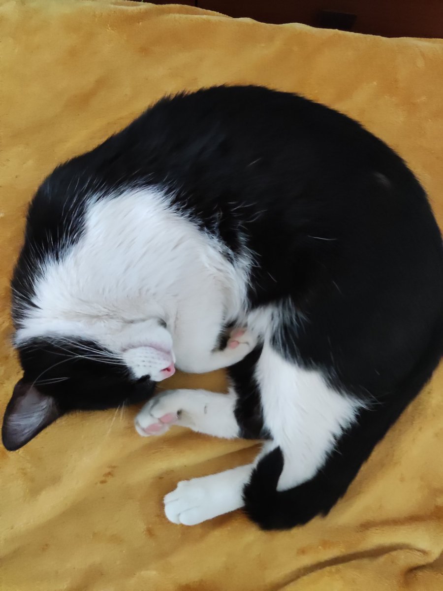 corucai's tweet photo. Hola me llamo Teo, me adoptaron ayer. https://t.co/loLx39Bm7R