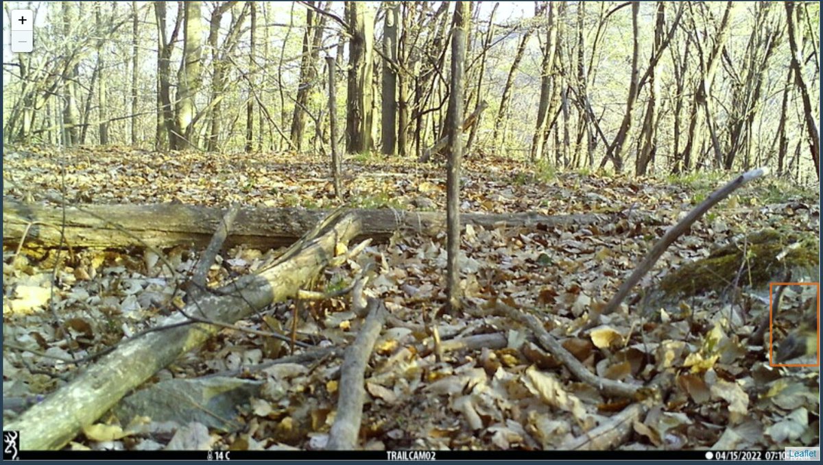cameratraps1's tweet photo. These are the only photos of two independent #roedeer events recorded in #cameratraps. I don't know if a human would have been able to detect them, but it's amazing that #ArtificialIntelligence intelligence has done it!!😱🤯

#AI #MachineLearning #megadetector https://t.co/eAhCUJJOP9