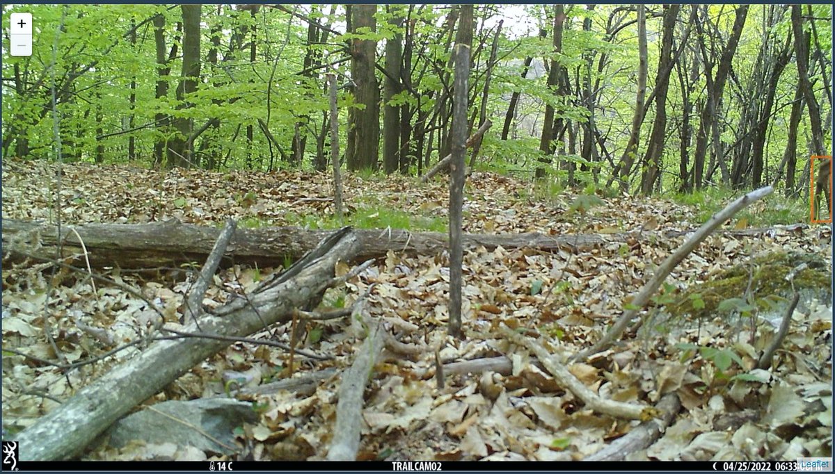 cameratraps1's tweet photo. These are the only photos of two independent #roedeer events recorded in #cameratraps. I don't know if a human would have been able to detect them, but it's amazing that #ArtificialIntelligence intelligence has done it!!😱🤯

#AI #MachineLearning #megadetector https://t.co/eAhCUJJOP9