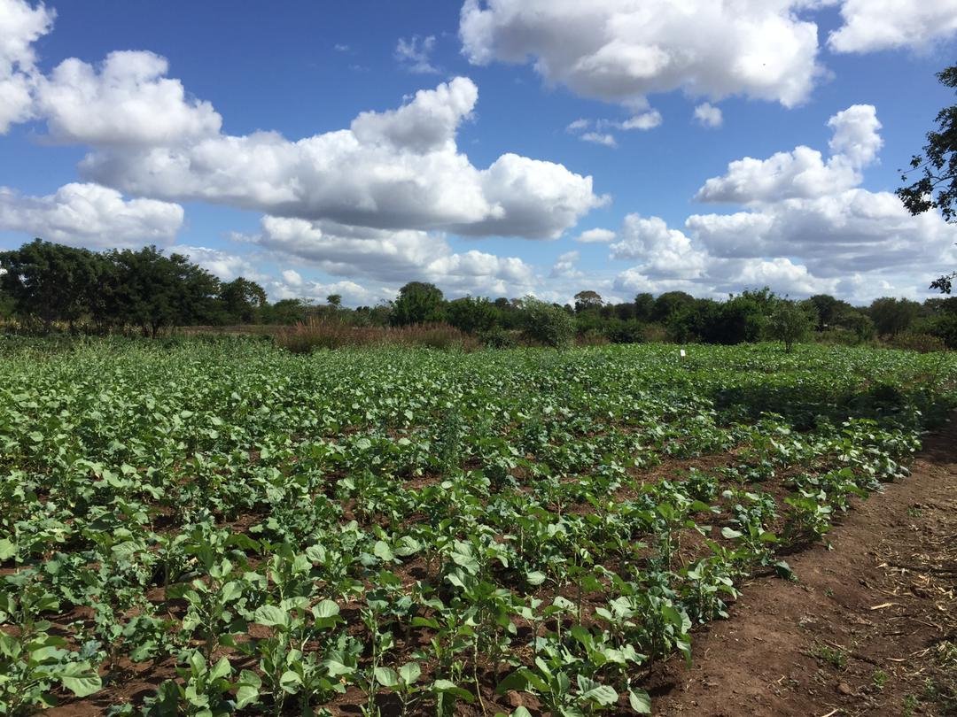 CAREZimbabwe's tweet photo. Officer Mashamba, a youth entrepreneur from Chiredzi practicing horticulture shares his testimony on his journey with @ZRBFZIM #ECRASProject how he has made US$4000 from the 2.6ha plot where he grows his horticulture crops in the last year.
πΈ@nmcvivian https://t.co/ni9DYFvmaI