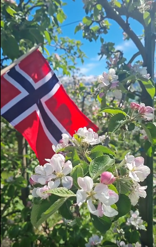Happy Birthday Norway! 🇳🇴