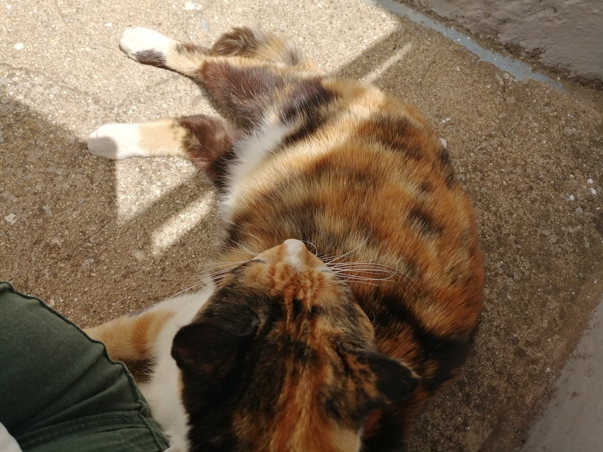 Voy a echar demasiado de menos a esta peludita 😞