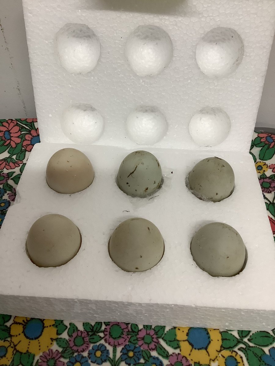 Battle Hill FSU (@fsubhps) on Twitter photo Great egg-citement today...the postman has delivered our duck eggs ready for the incubator. They have had a busy journey so far so they will rest today and tomorrow they will go in the incubator. 🤞🦆🐣 <a href="/fsuBHPS/">Battle Hill FSU</a> <a href="/BHPS_meadows/">BattleHillPSMeadows</a> <a href="/BattleHillPS/">Battle Hill Primary</a> Great egg-citement today...the postman has delivered our duck eggs ready for the incubator. They have had a busy journey so far so they will rest today and tomorrow they will go in the incubator. 🤞🦆🐣 <a href="/fsuBHPS/">Battle Hill FSU</a> <a href="/BHPS_meadows/">BattleHillPSMeadows</a> <a href="/BattleHillPS/">Battle Hill Primary</a>