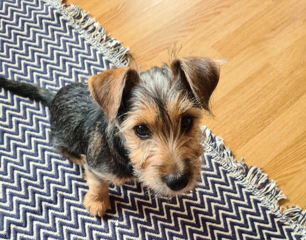 Diorbhail's tweet photo. Meet Peigi the jack russel x miniature schnauzer. Favourite activities are sleeping, zooming, chewing, making friends. Yes, she is as cute as she looks  #puppylove https://t.co/EVCpQg5PKf
