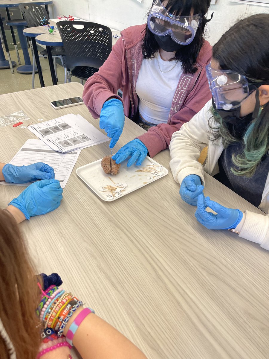NPSGifted's tweet photo. Checking out the Medical Detectives pilot pathway this morning @RotonMS_NPS The brain dissection hands-on learning experience was extremely engaging @robpennington9 @aestrel3 @NorwalkPS @PLTWorg #medicalpathway #handsonlearning #rigor https://t.co/jS4qwUkXvz