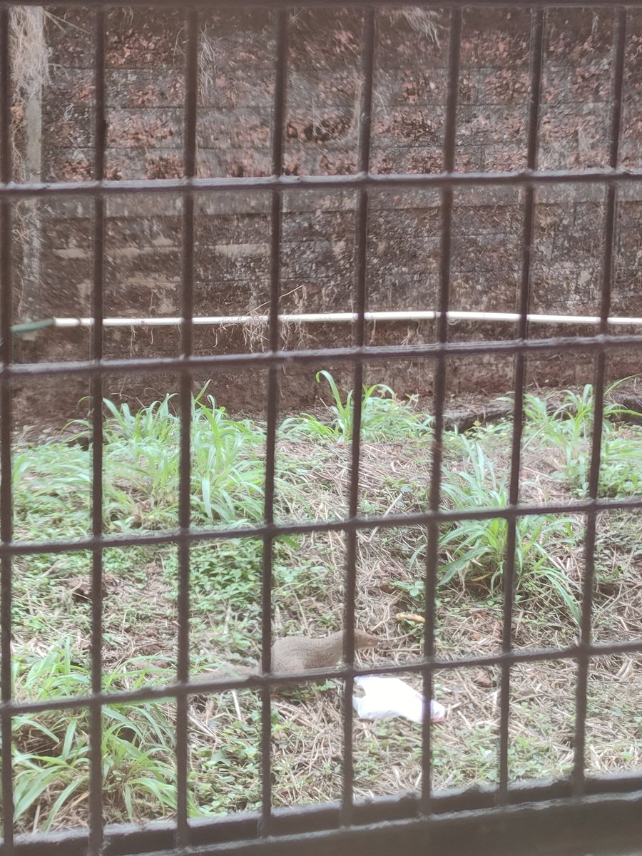 yourbroarpit's tweet photo. Captured this little mongoose eating plastic, where are we heading..
#Animal #savetheplanet #plasticfree #AnimalCruelty #SaveThemAll https://t.co/M7IJpqHFi5