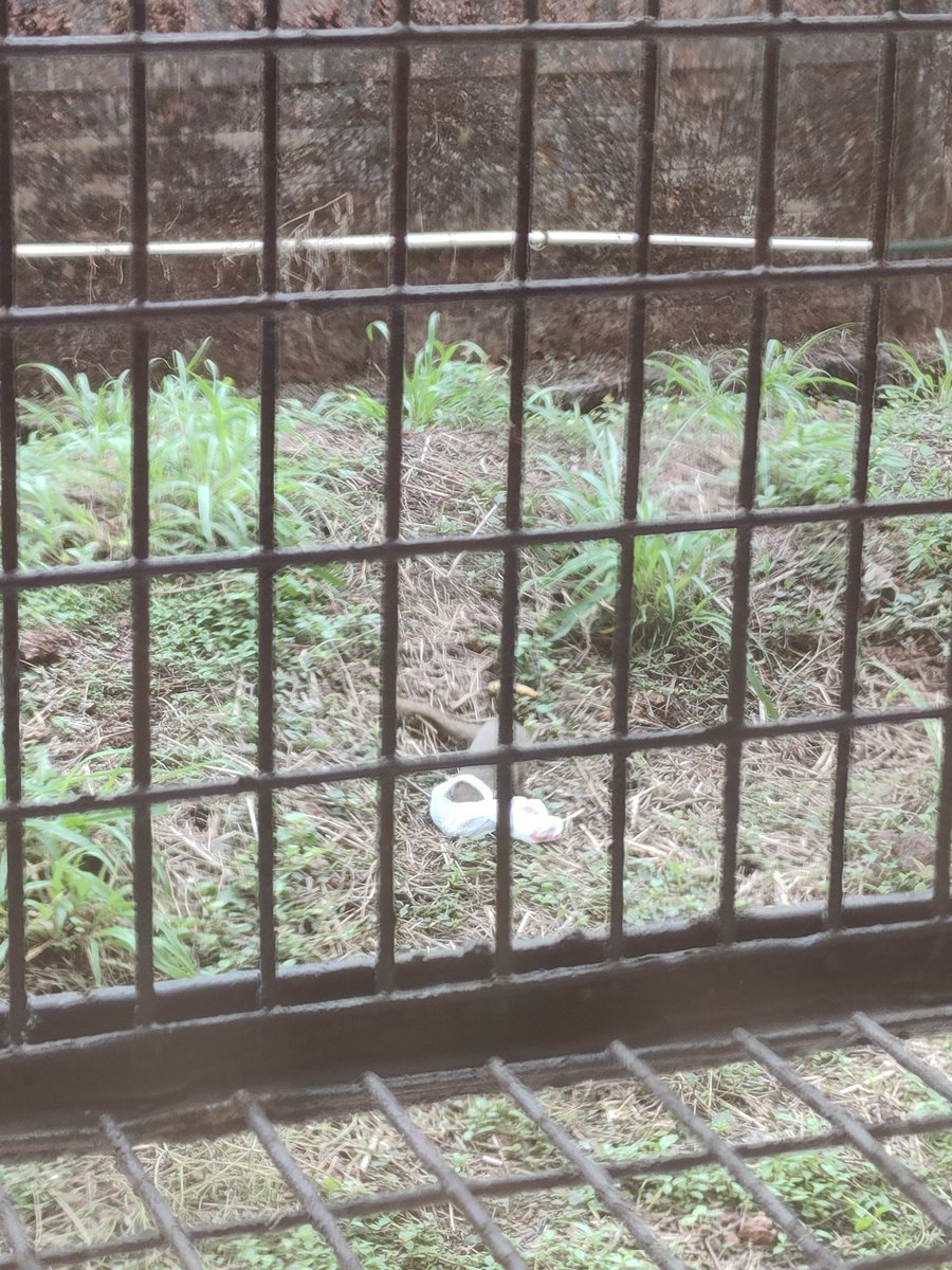yourbroarpit's tweet photo. Captured this little mongoose eating plastic, where are we heading..
#Animal #savetheplanet #plasticfree #AnimalCruelty #SaveThemAll https://t.co/M7IJpqHFi5