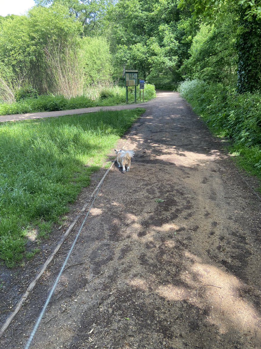 BiscoesCivil's tweet photo. Lovely lunchtime walk around Petersfield lake with the dog, while listening to an audiobook one benefit for working in Petersfield! Nice to get a break and recharge #timeout #MakeTime4BreakTime https://t.co/sFmFrPXdXc