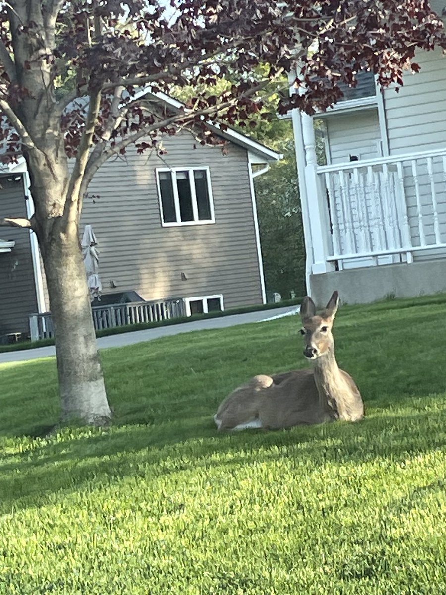 seegru's tweet photo. Just chillin’ in my neighbor’s yard.  #ohdeerme https://t.co/80Ye229Tn9