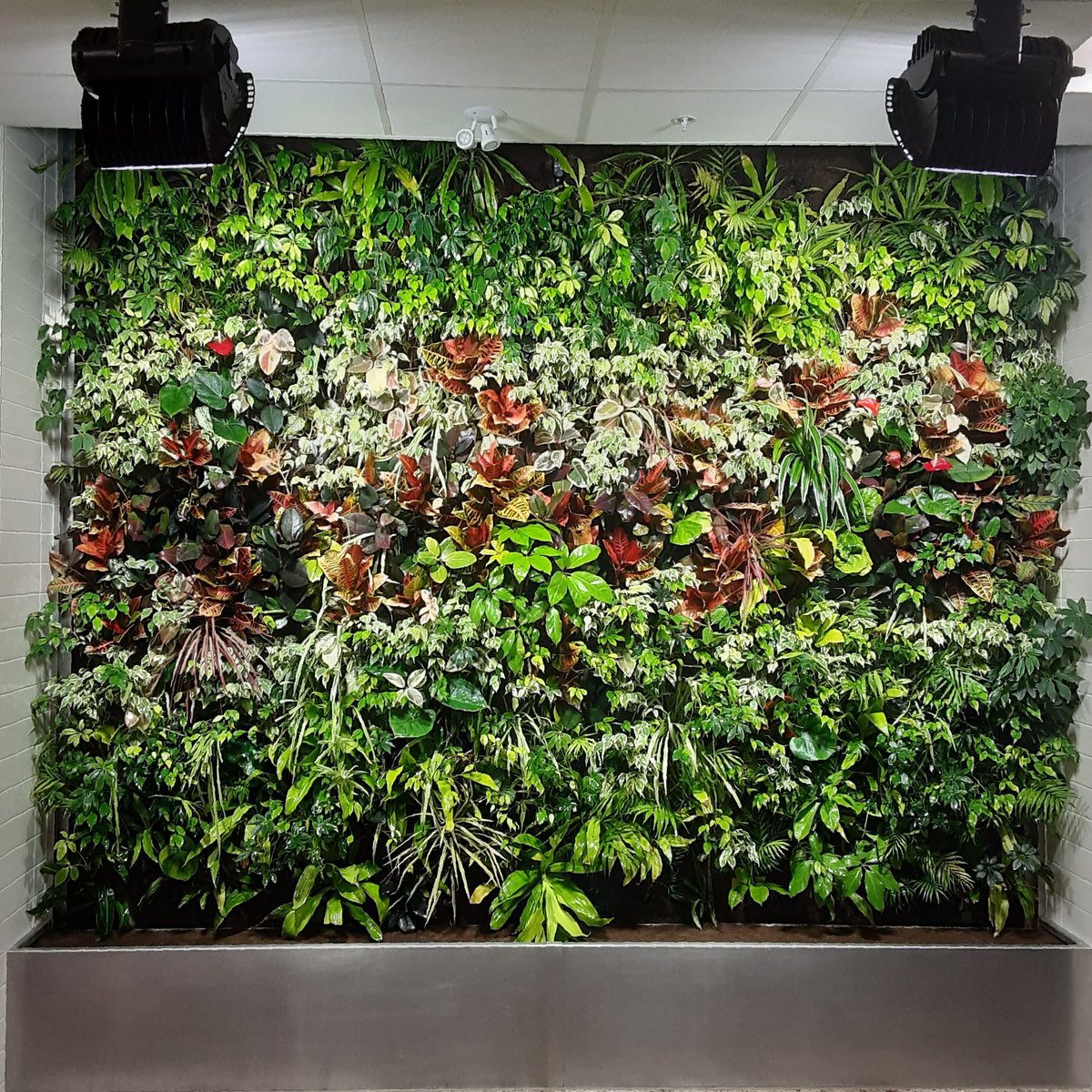 Unlike static green plant walls, a Nedlaw Living Wall Biofilter is a working machine that draws dirty indoor air in, removes pollutants, and returns clean air to the room or building.  🌱 Nedlaw.ca

A #NedlawLivingWalls Project: West Lincoln Public Library