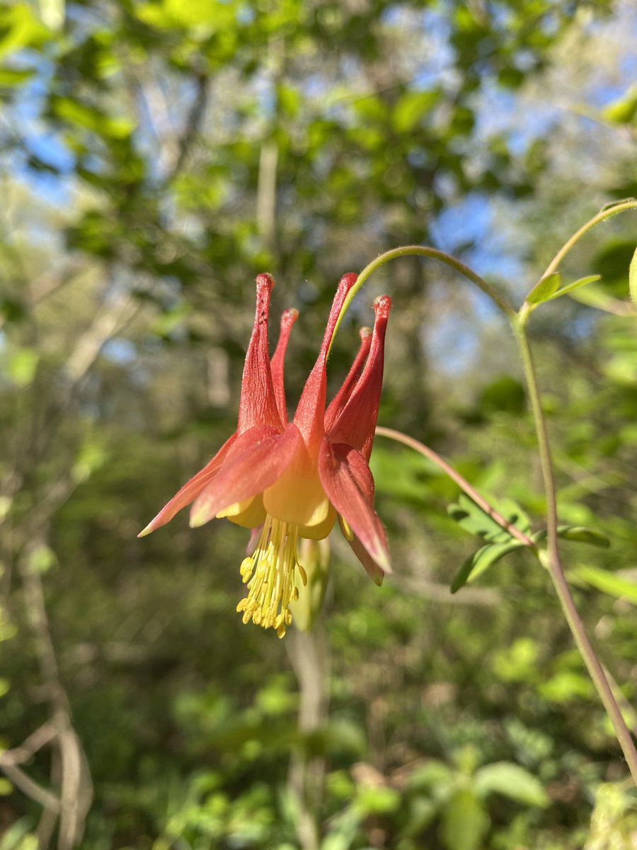 An absolutely gorgeous native plant found here in the Pinery: Red Columbine! 
Just one of our many native plant species that serve an important role in our ecosystems.