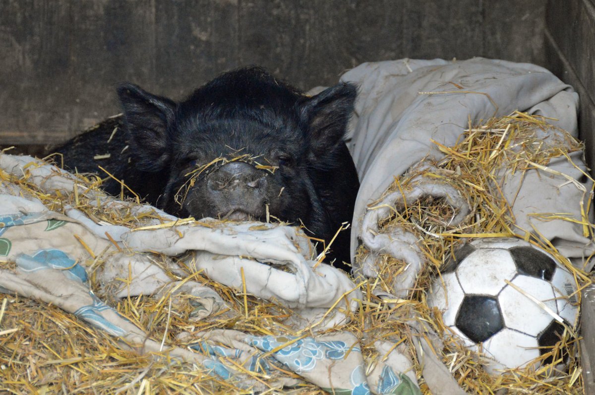 petsalive's tweet photo. Are all those storms gone? I haven't checked the weather yet! ~Brewster
Don't worry, big guy! We did. Here ya go, and no storms!
Sunshine and some clouds. High 67F. Winds WNW at 15 to 25 mph.
#WeatherPig #Weather #StormyDayGoAway #SunshineAllDay https://t.co/p18ghCjXos