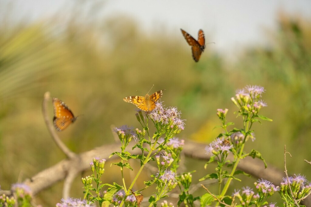 BoyceThompson's tweet image. Help protect biodiversity! No matter where you live- a house or apartment- you can grow plants that provide food, habitat, and protection for native pollinators. 

Head over to the blog (link in bio)  to learn more. instagr.am/p/CdqPkvUhUIM/