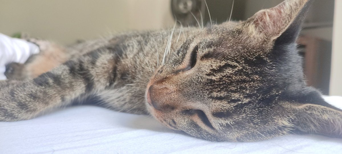 sexteto4patas's tweet photo. todo mundo compartilhando e falando da gata

a gata: https://t.co/Etjfa5ovVM