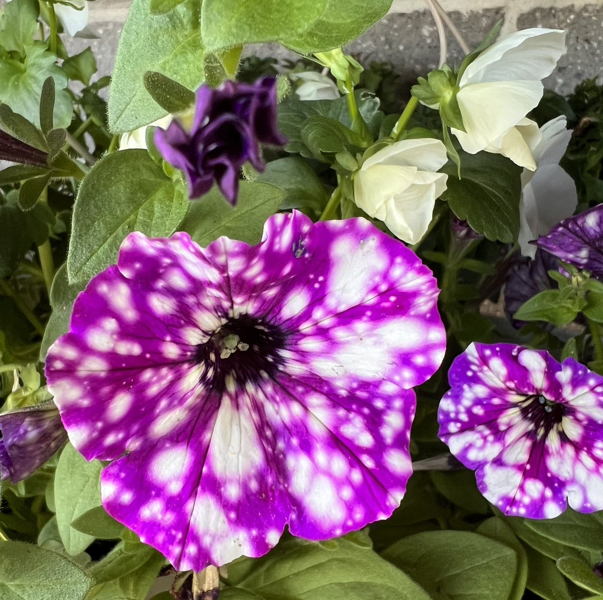 lynnsferrazza1's tweet image. #MayPatternChallenge Love the color and pattern of this petunia @christinedemar @FopianoJoy @Celiawood18