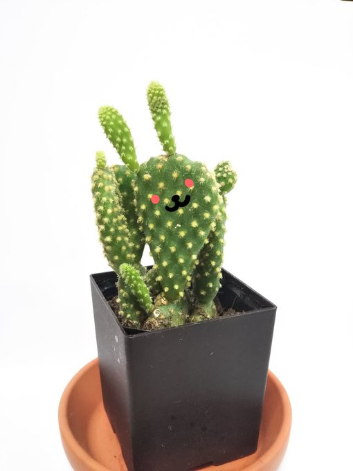 サボテンがウサギみたいになってた

うさぼてん 